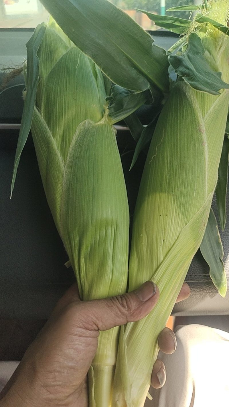 水果玉米兰州玉米甘肃玉米糯玉米白加黄彩玉米
