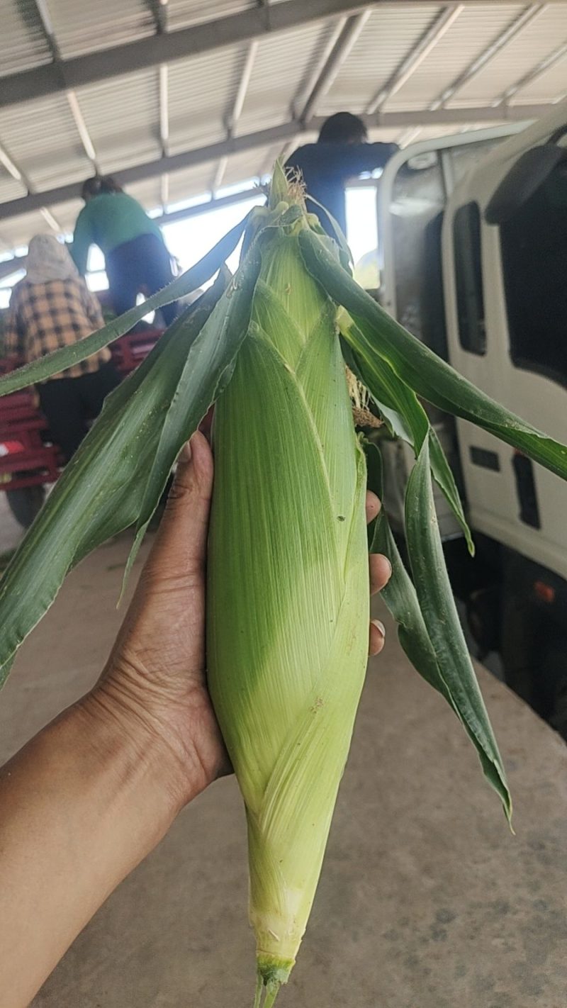 水果玉米兰州玉米甘肃玉米糯玉米白加黄彩玉米