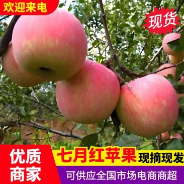 (精选苹果)鲁丽,晨阳,华硕,临红,中秋王,嘎拉等苹果