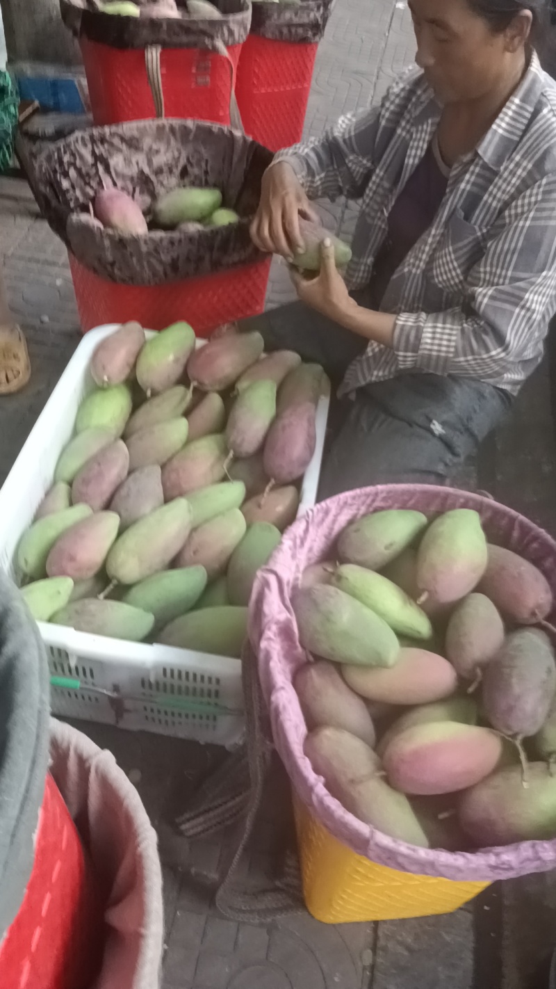 攀枝花各种芒果