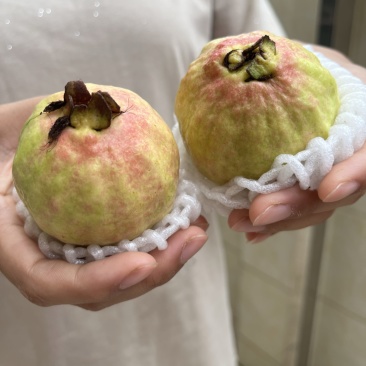 广州增城芭乐**村，胭脂红芭乐源产地直销品质保证新鲜现摘现