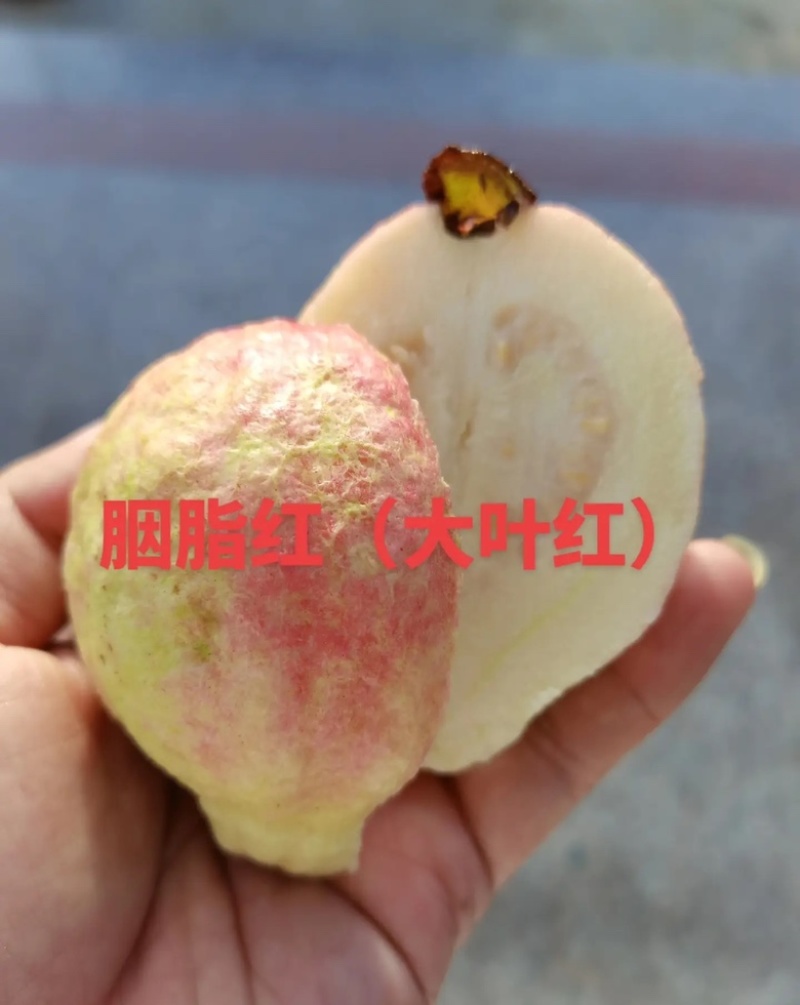 广州增城芭乐**村，胭脂红芭乐源产地直销品质保证新鲜现摘现