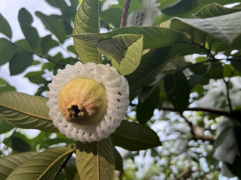 广州增城芭乐**村，胭脂红芭乐源产地直销品质保证新鲜现摘现
