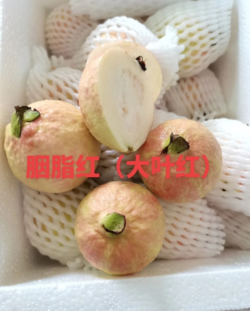 广州增城芭乐**村，胭脂红芭乐源产地直销品质保证新鲜现摘现