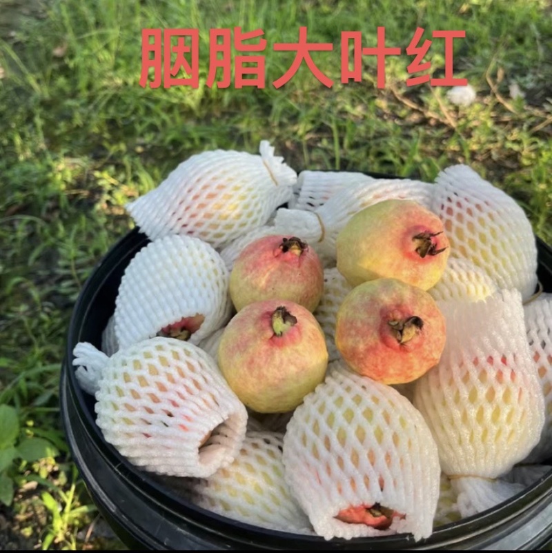广州增城芭乐**村，胭脂红芭乐源产地直销品质保证新鲜现摘现