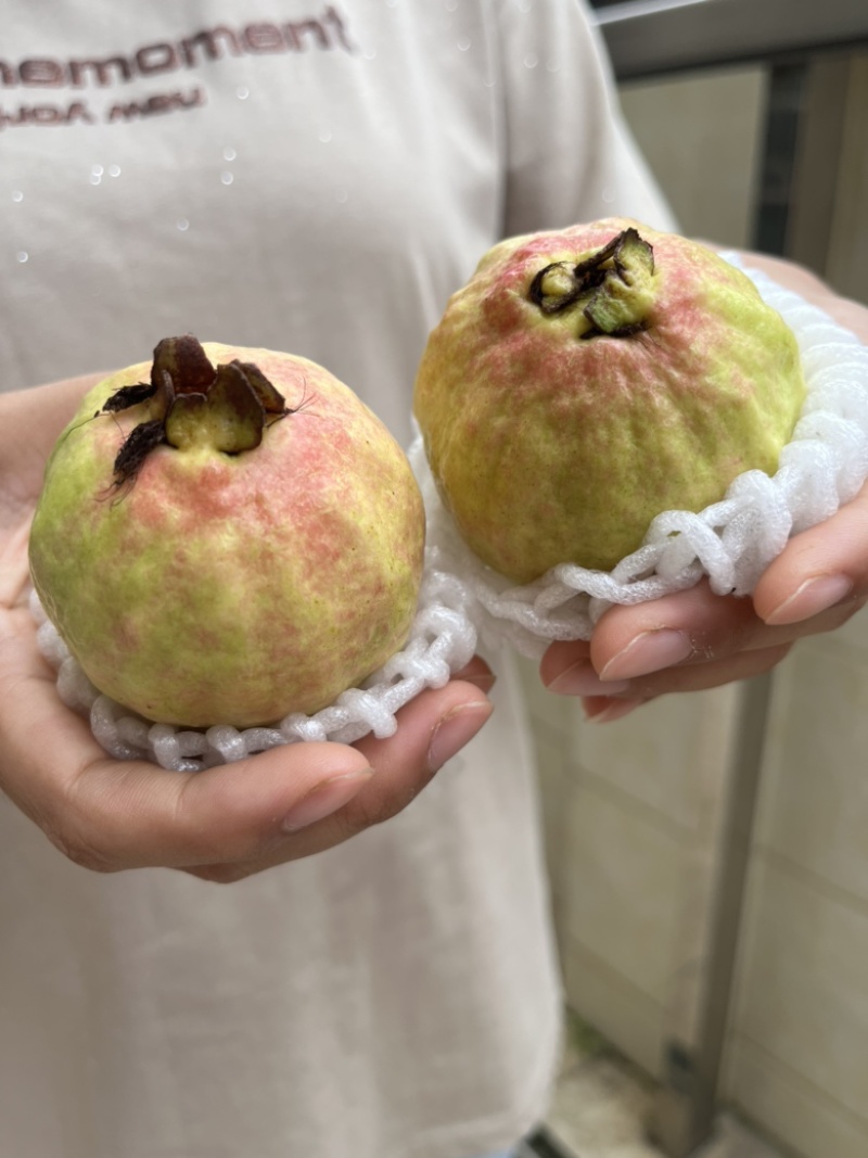 广州增城芭乐**村，胭脂红芭乐源产地直销品质保证新鲜现摘现