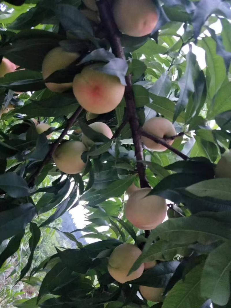 脆甜皮球桃
