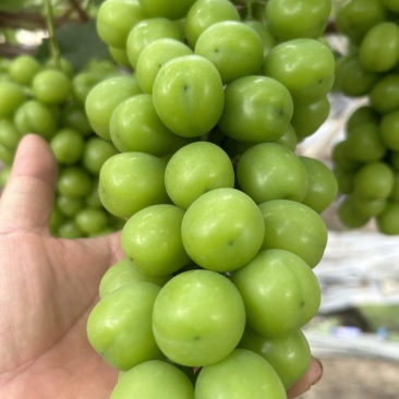 阳光玫瑰