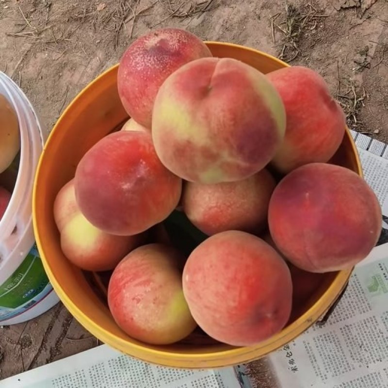 红梅毛桃，农户自种，价格便宜，质量好