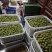 云南大理高山青梅通货工厂货酒厂货泡酒专用梅子酸梅子批发