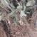云南野生四块瓦四大天王干货连根带叶野生山里货