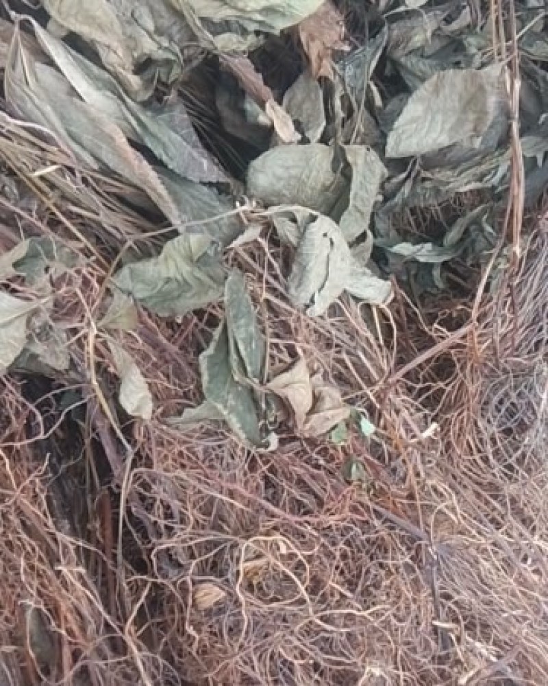 云南野生四块瓦四大天王干货连根带叶野生山里货