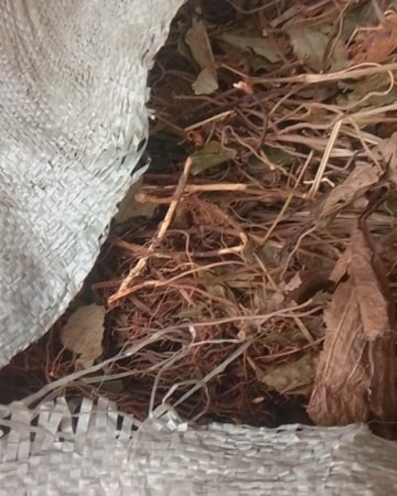 云南野生四块瓦四大天王干货连根带叶野生山里货