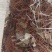 云南野生四块瓦四大天王干货连根带叶野生山里货