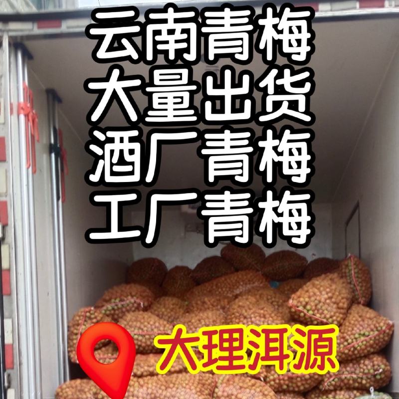 云南大理高山青梅通货工厂货酒厂货泡酒专用梅子酸梅子批发
