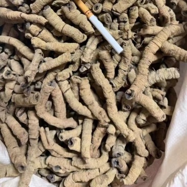 肇庆巴戟天。高品质