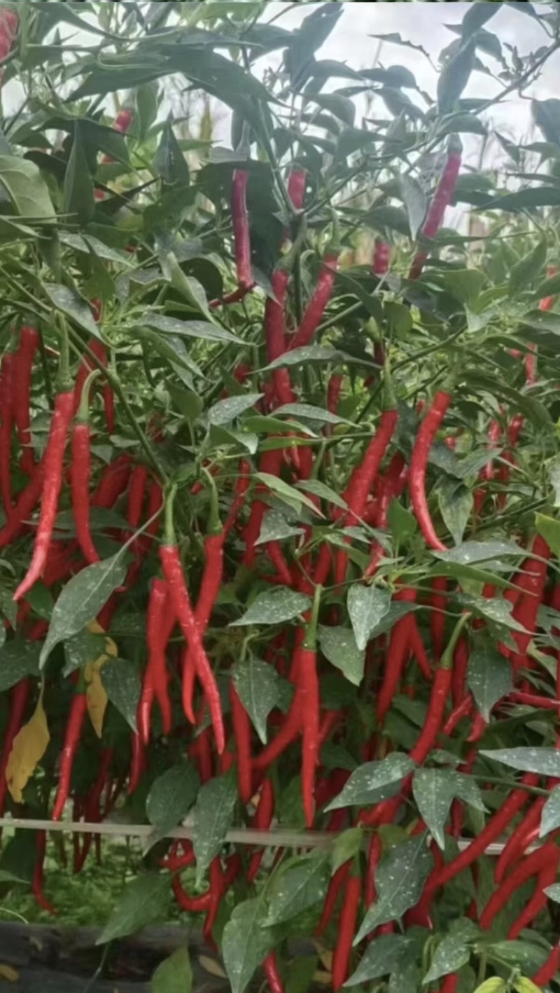 辣椒