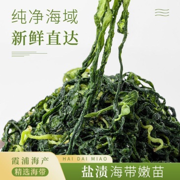海带苗霞浦海带苗嫩苗新鲜火锅凉拌食材海带商用包批发少盐