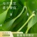 2025霞浦海带苗嫩牙嫩芽盐渍嫩苗新鲜火锅凉拌