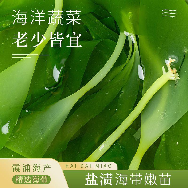 2025霞浦海带苗嫩牙嫩芽盐渍嫩苗新鲜火锅凉拌