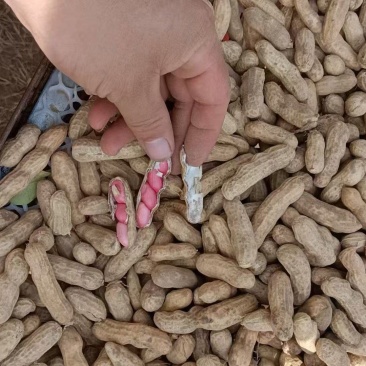 花生新鲜花生大白鲨大量供应中