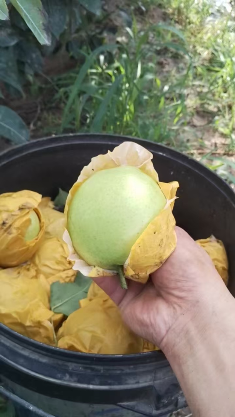 酥脆