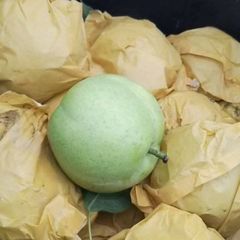 酥脆