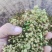 产地直销陕西省青花椒（鲜货）