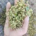 产地直销陕西省青花椒（鲜货）