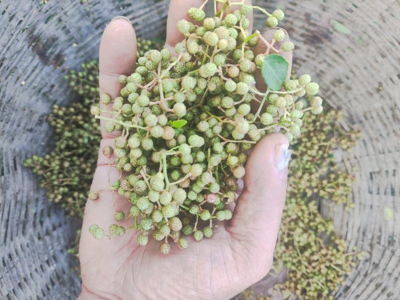 产地直销陕西省青花椒（鲜货）
