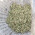产地直销陕西省青花椒（鲜货）