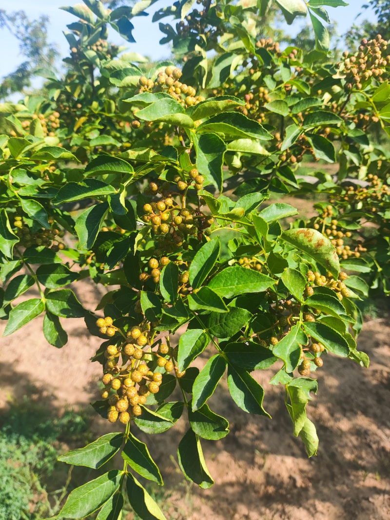 产地直销陕西省青花椒（鲜货）