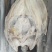 开背清江鱼，大小都有