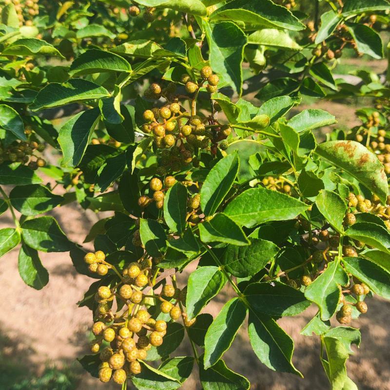 产地直销陕西省青花椒（鲜货）