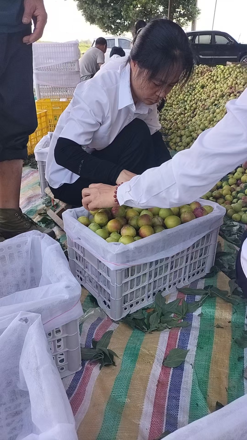 李子\八宝丹李子\湖北襄阳宜城市李子基地大量上市对接全国