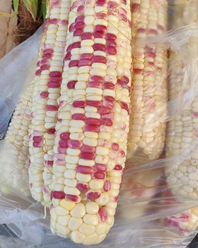 鲜食超甜彩糯玉米
