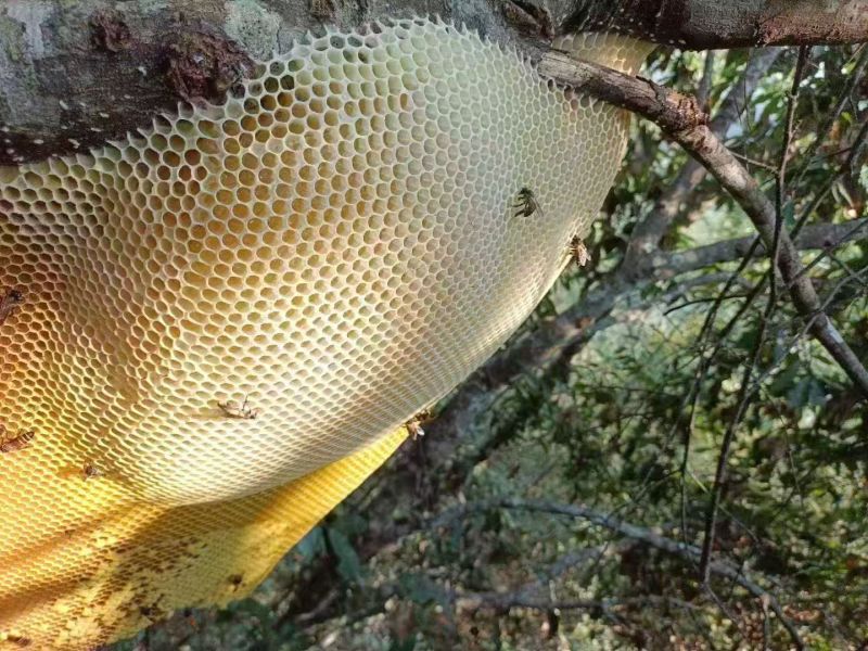 野生蜂蜜大量有货。欢迎来询价