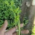 大量供应优质芹菜苗，法国皇后，文图拉，质量保证，成活率高