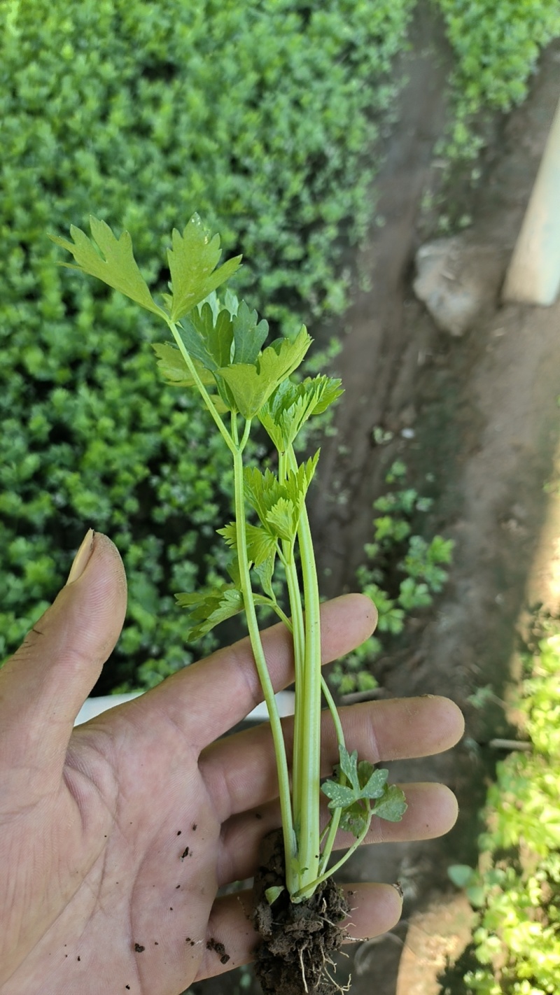 大量供应优质芹菜苗，法国皇后，文图拉，质量保证，成活率高