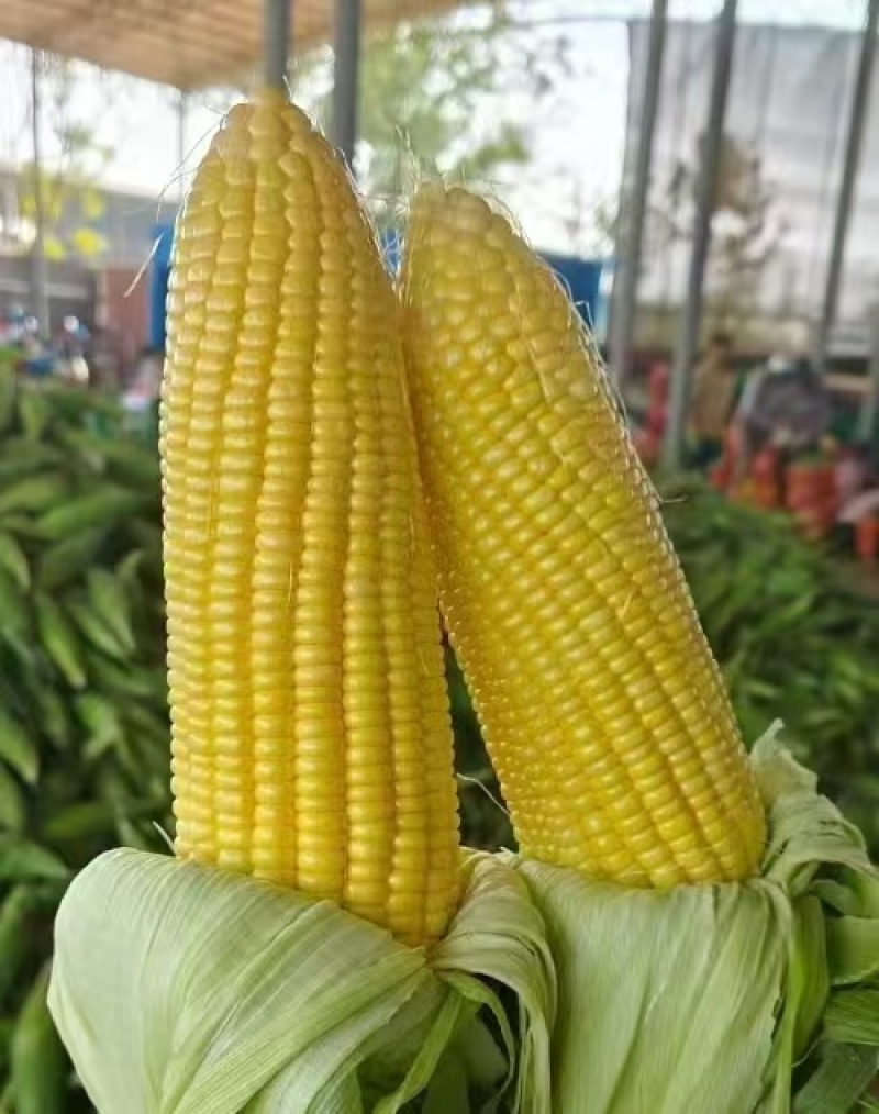 甜玉米，水果玉米，花糯玉米，白糯玉米