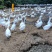 散养纯浙东大白鹅跑山鹅