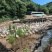 散养纯浙东大白鹅跑山鹅