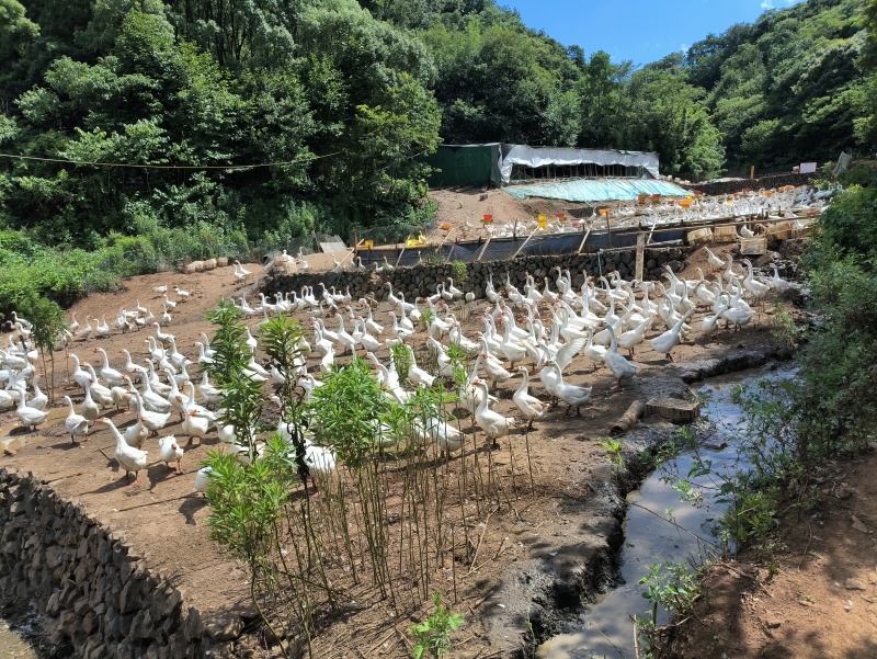 散养纯浙东大白鹅跑山鹅