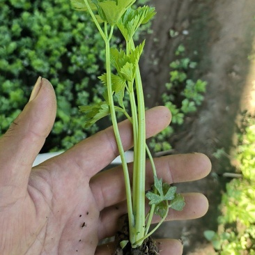 大量供应优质芹菜苗，法国皇后，文图拉，质量保证，成活率高