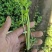 大量供应优质芹菜苗，法国皇后，文图拉，质量保证，成活率高
