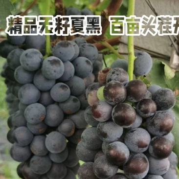 精品无籽夏黑葡萄，百亩基地头茬开棚，现摘现发