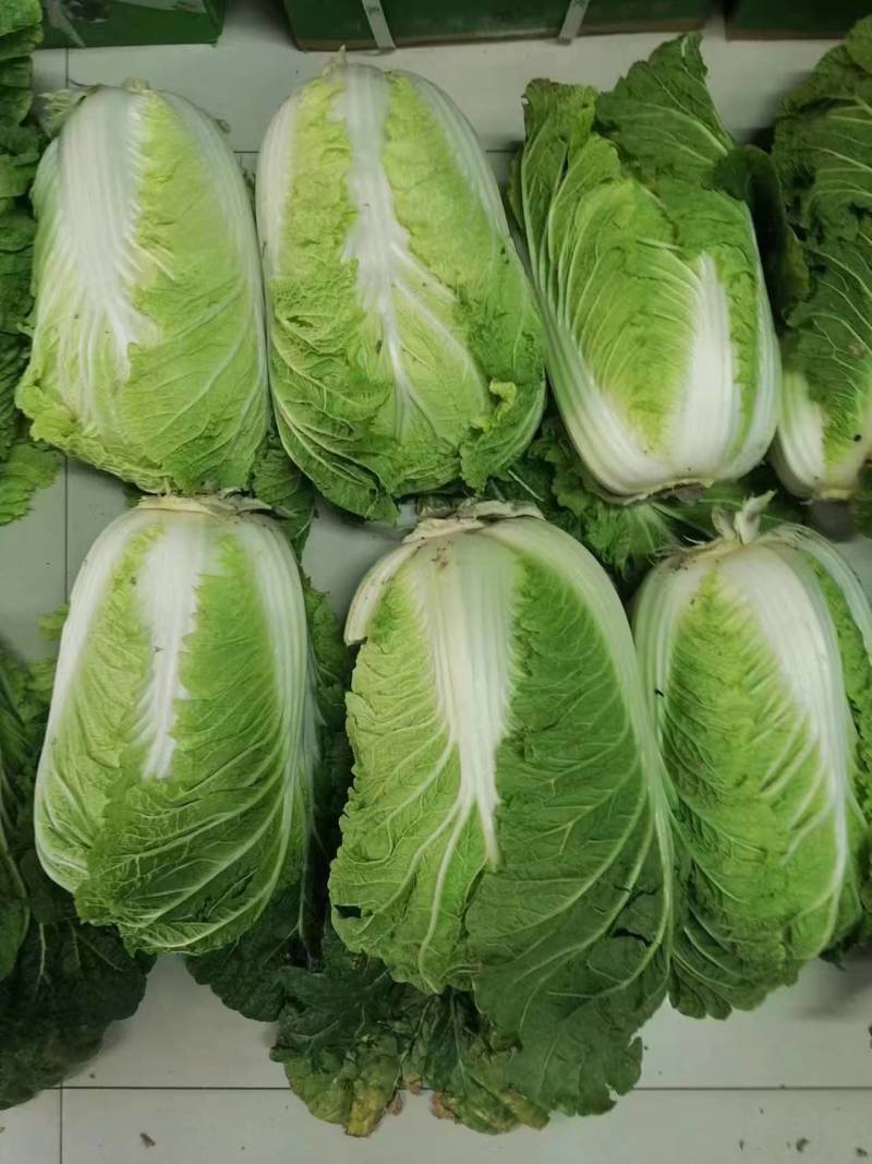 【白菜种子】黄心大白菜种子绿叶黄芯耐抽薹
