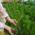 30至50高油松绿化杯子苗支持车拉