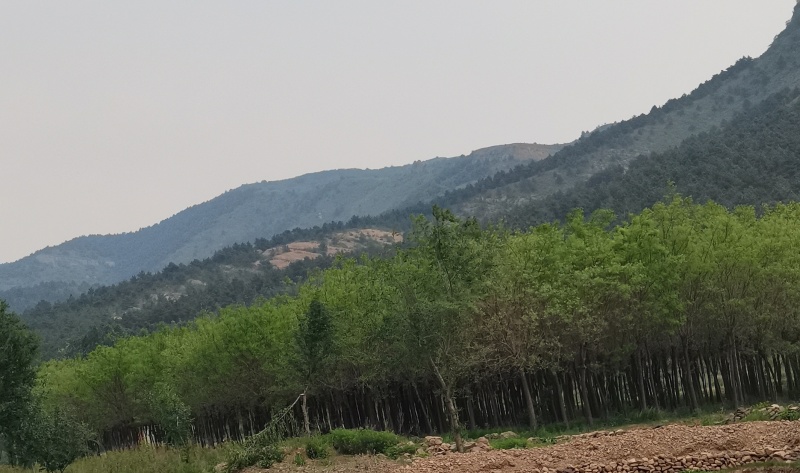 20多亩绿化国槐树带地一块转，有守林房旁边小河套，养殖都行。