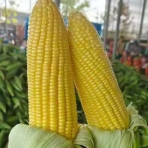 甜玉米，水果玉米，花糯玉米，白糯玉米